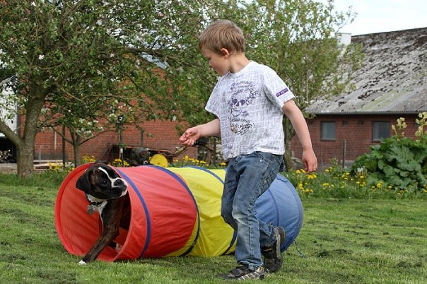 Boxeren som aktiv familiehund